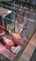 http://gelina.torebo-kichijoji.jp/image/t02200367_0240040010230334872-thumbnail4.jpg